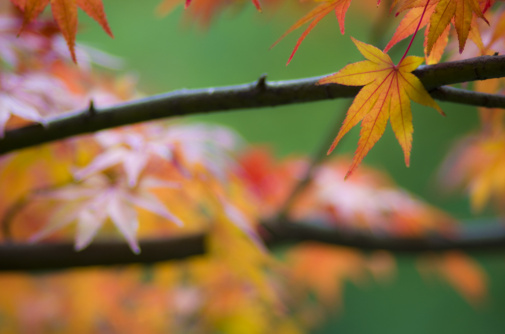 紅葉#2