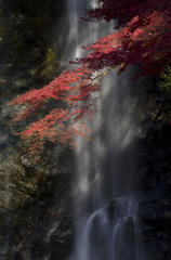 紅葉の箕面大滝