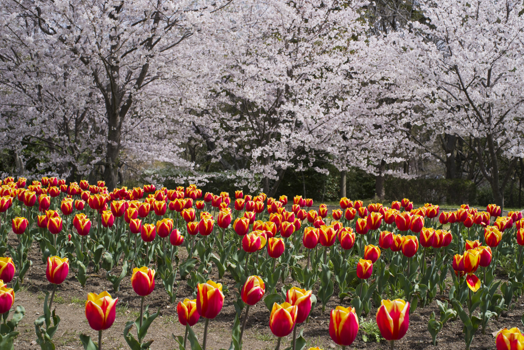 チューリップと桜