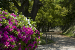 GreeN!!!　表坂　其の一