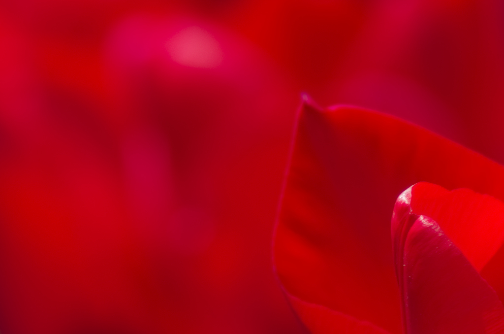Tulip