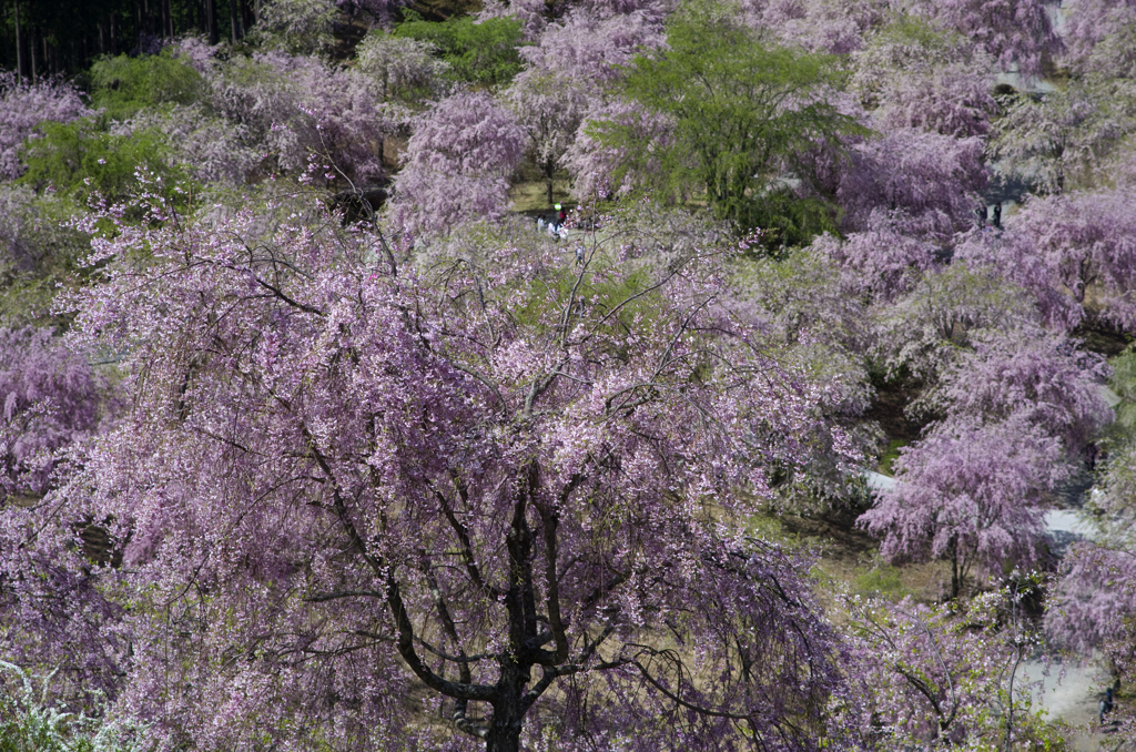 枝垂れ桜 #2