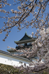 和歌山城の桜 #1