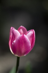 チューリップ