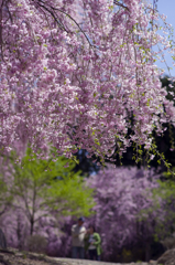 枝垂れ桜 #3