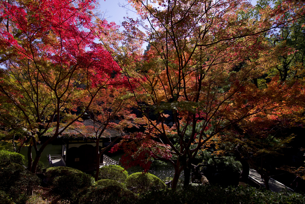紅葉渓#1