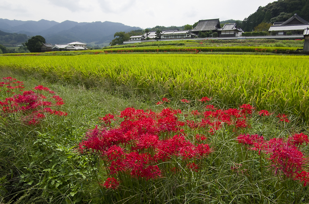 曼珠沙華と橘寺