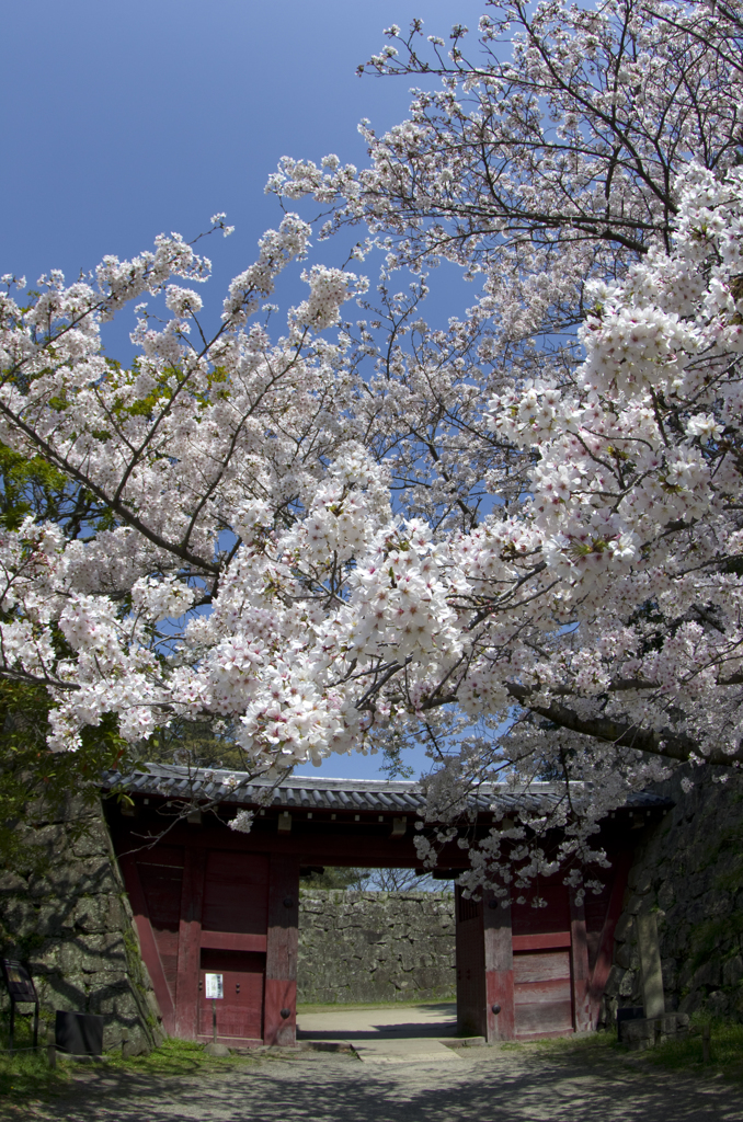 和歌山城の桜 #10　追廻門