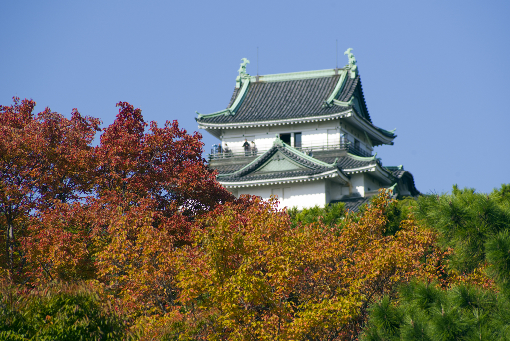 和歌山城の紅葉#1