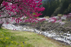 花桃の散歩道