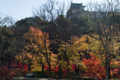 和歌山城の紅葉