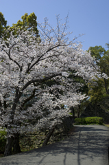 和歌山城の桜 #2
