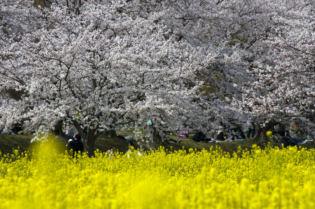 桜と菜の花 #2