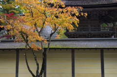 高野山の黄葉