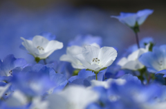 Nemophila #4