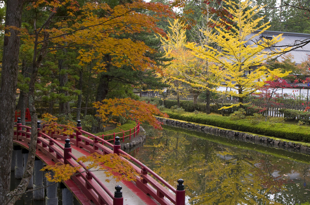 蓮池の紅葉