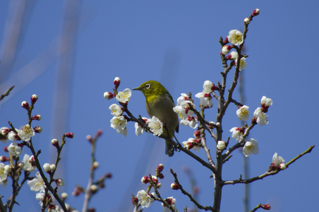 メジロと白梅