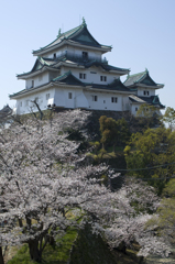 桜　天守閣