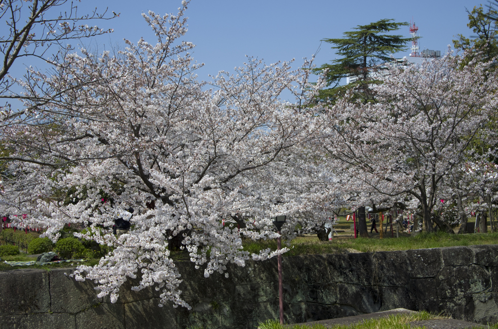 和歌山城の桜 #1