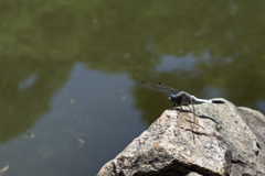 新緑の和歌山城 #2