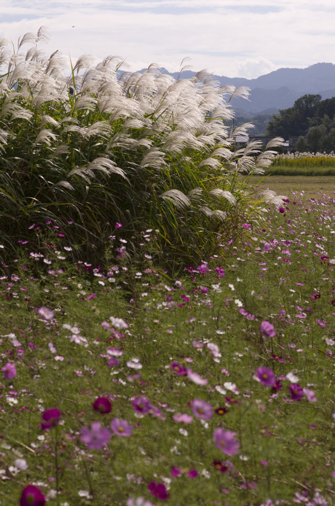 藤原宮の秋桜#4
