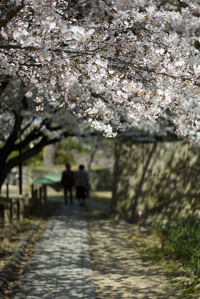 桜のタイムトンネル