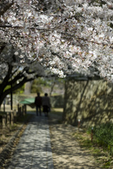 桜のタイムトンネル