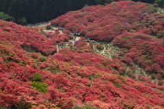 葛城山のツツジ #2