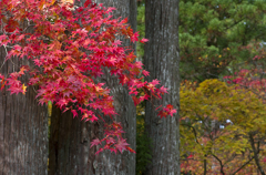高野山の紅葉#5
