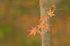 紅葉最終便