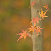 紅葉最終便