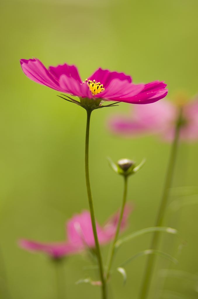 秋桜#5