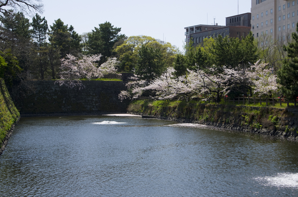 SAKURA#1