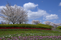 丘の上の桜と飛行機