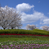 丘の上の桜と飛行機