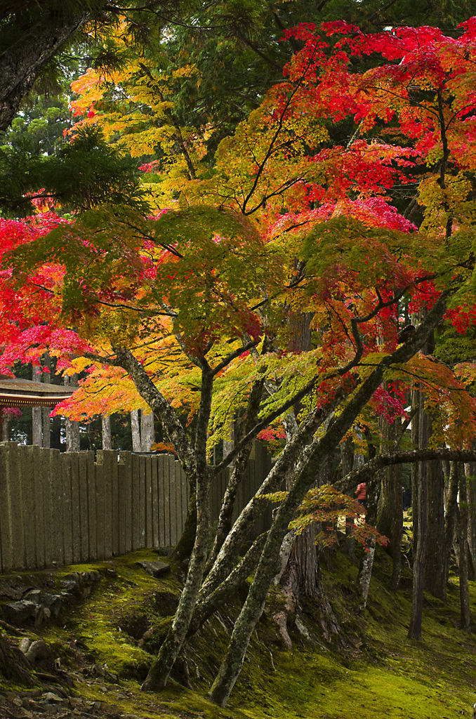 高野山の紅葉