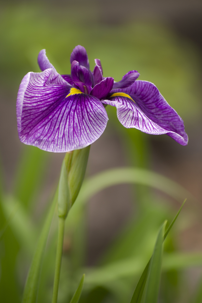 花菖蒲