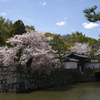 一の橋の桜