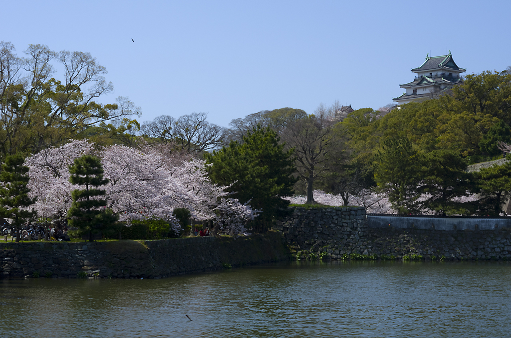 和歌山城の桜