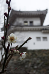 和歌山城の梅