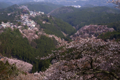 吉野山の桜