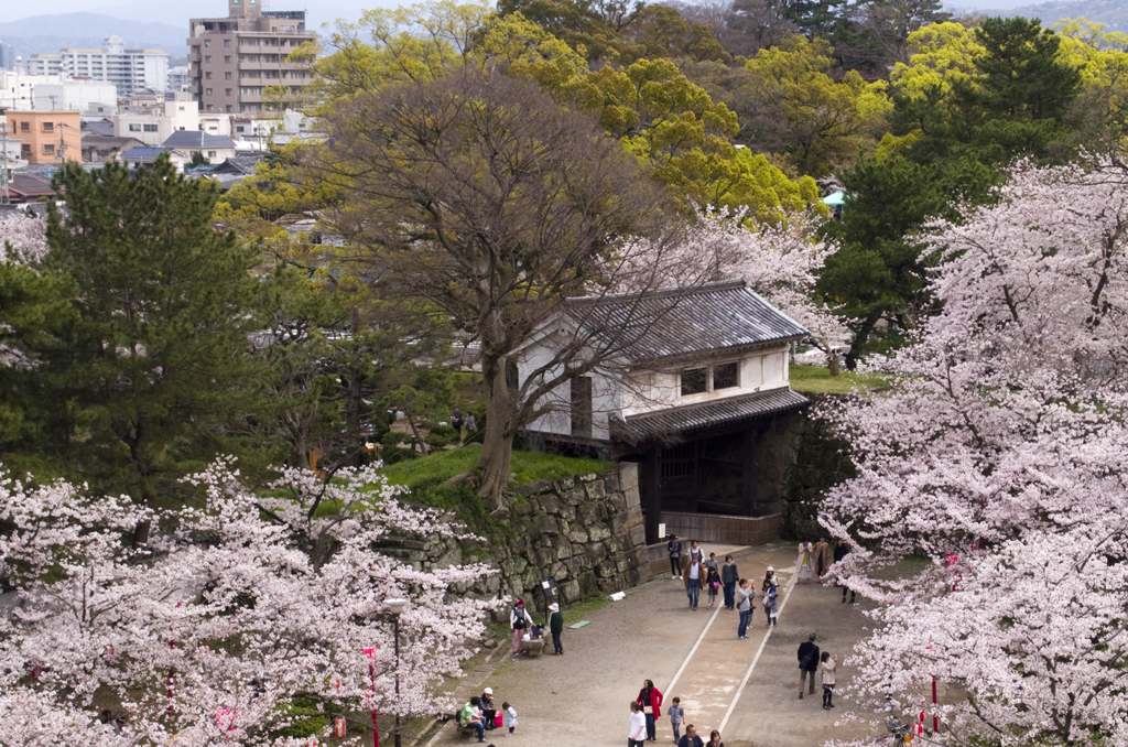 SAKURA#3
