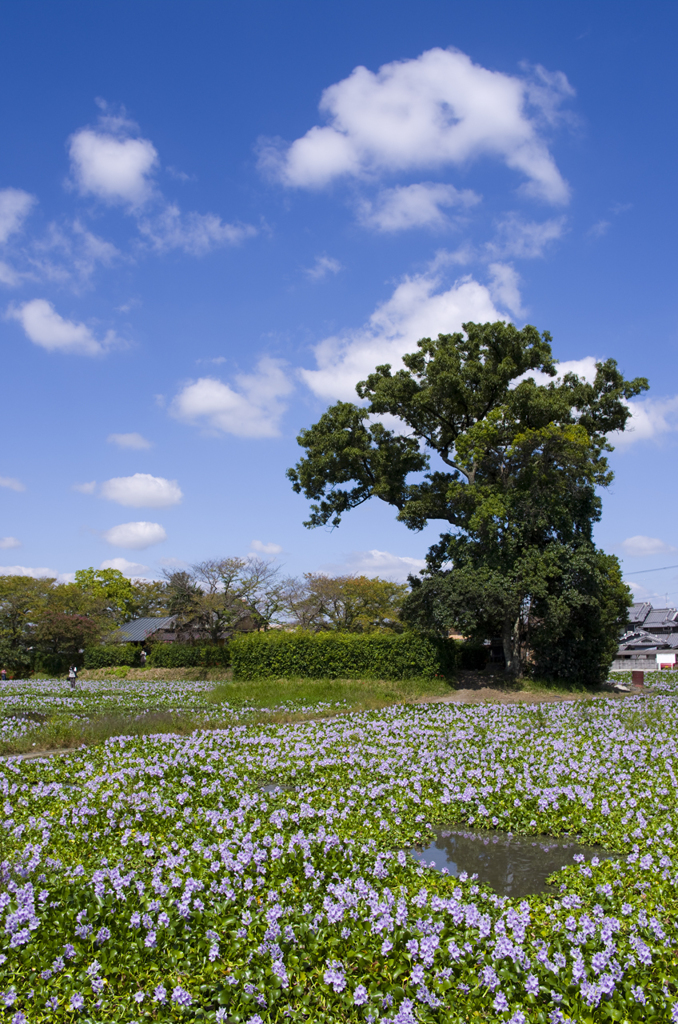 本薬師寺跡の布袋葵