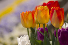 Tulips