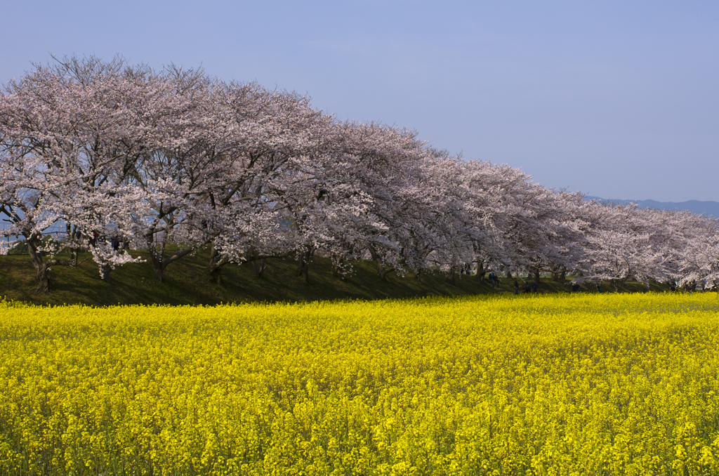 桜と菜の花