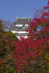 和歌山城の紅葉#2