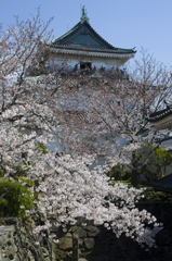 和歌山城の桜 #2