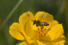 ミツバチとコスモス