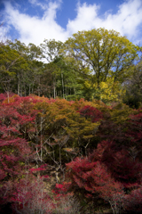 森林植物園の紅葉