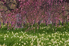 水仙としだれ梅